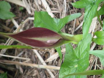 Fotografia da espécie Arum maculatum