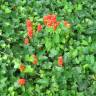 Fotografia 14 da espécie Arum maculatum do Jardim Botânico UTAD