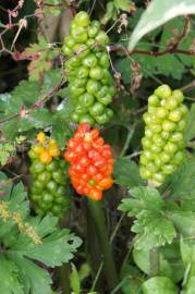 Fotografia da espécie Arum maculatum