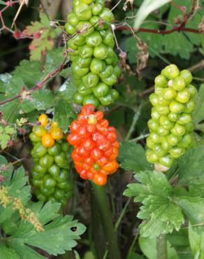 Fotografia 16 da espécie Arum maculatum no Jardim Botânico UTAD