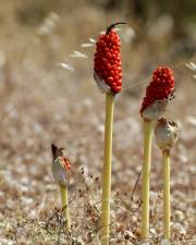 Fotografia da espécie Arum maculatum