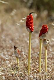 Fotografia da espécie Arum maculatum