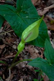 Fotografia da espécie Arum maculatum