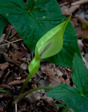 Fotografia 17 da espécie Arum maculatum no Jardim Botânico UTAD