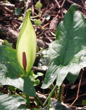 Fotografia 18 da espécie Arum maculatum no Jardim Botânico UTAD