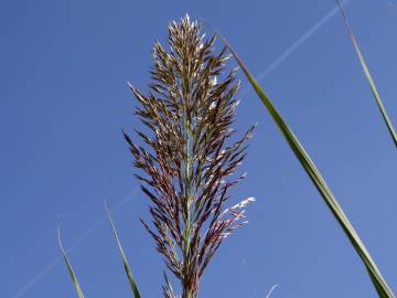 Fotografia da espécie Arundo donax