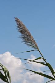 Fotografia da espécie Arundo donax