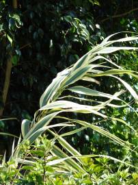 Fotografia da espécie Arundo donax