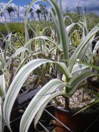 Fotografia da espécie Arundo donax