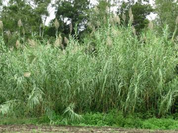 Fotografia da espécie Arundo donax