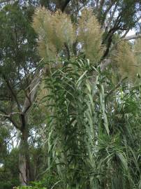 Fotografia da espécie Arundo donax