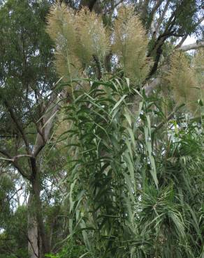 Fotografia 9 da espécie Arundo donax no Jardim Botânico UTAD