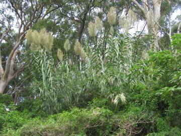 Fotografia da espécie Arundo donax