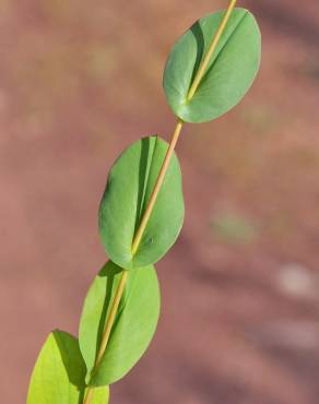 Fotografia 3 da espécie Bupleurum rotundifolium no Jardim Botânico UTAD