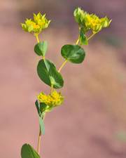 Fotografia da espécie Bupleurum rotundifolium