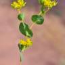 Fotografia 1 da espécie Bupleurum rotundifolium do Jardim Botânico UTAD