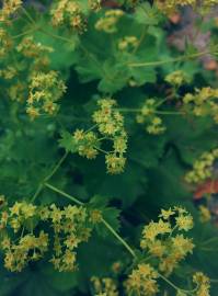 Fotografia da espécie Bupleurum rotundifolium