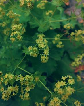 Fotografia 5 da espécie Bupleurum rotundifolium no Jardim Botânico UTAD