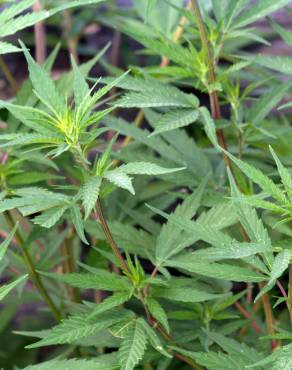 Fotografia 3 da espécie Cannabis sativa no Jardim Botânico UTAD