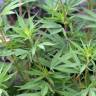 Fotografia 3 da espécie Cannabis sativa do Jardim Botânico UTAD