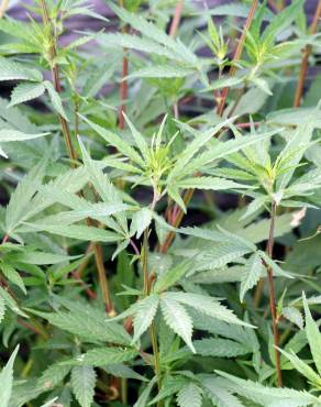 Fotografia 4 da espécie Cannabis sativa no Jardim Botânico UTAD