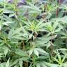 Fotografia 4 da espécie Cannabis sativa do Jardim Botânico UTAD