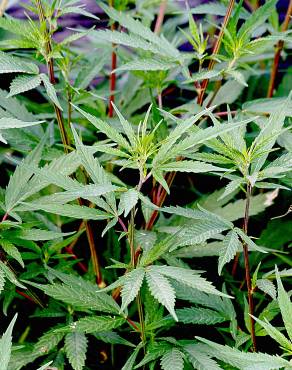 Fotografia 6 da espécie Cannabis sativa no Jardim Botânico UTAD
