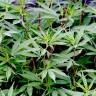 Fotografia 6 da espécie Cannabis sativa do Jardim Botânico UTAD