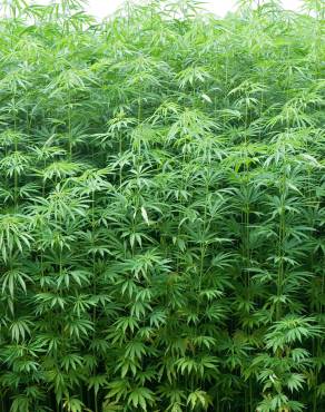 Fotografia 7 da espécie Cannabis sativa no Jardim Botânico UTAD