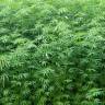 Fotografia 7 da espécie Cannabis sativa do Jardim Botânico UTAD