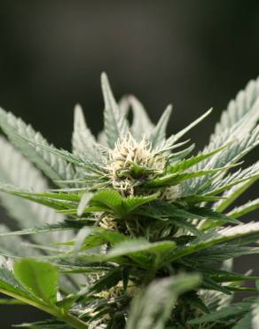 Fotografia 8 da espécie Cannabis sativa no Jardim Botânico UTAD
