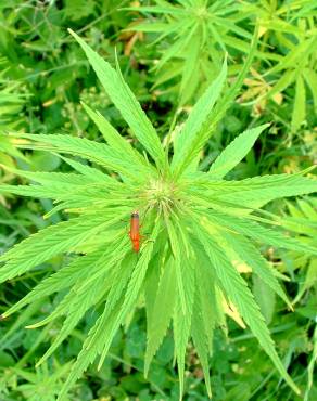 Fotografia 9 da espécie Cannabis sativa no Jardim Botânico UTAD