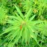 Fotografia 9 da espécie Cannabis sativa do Jardim Botânico UTAD