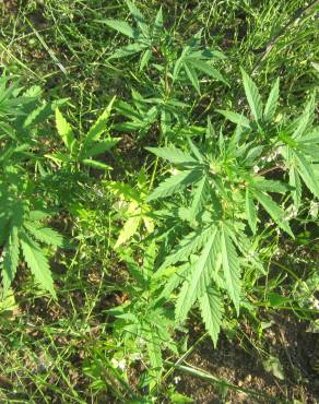 Fotografia 11 da espécie Cannabis sativa no Jardim Botânico UTAD