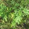 Fotografia 11 da espécie Cannabis sativa do Jardim Botânico UTAD