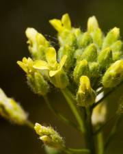 Fotografia da espécie Camelina microcarpa