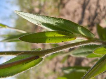 Fotografia da espécie Camelina microcarpa