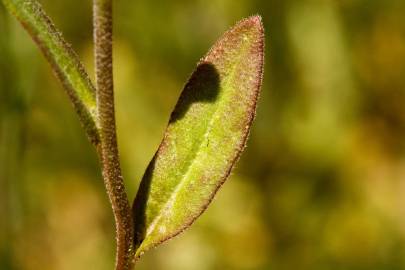 Fotografia da espécie Camelina microcarpa