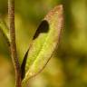 Fotografia 3 da espécie Camelina microcarpa do Jardim Botânico UTAD