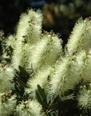 Fotografia 4 da espécie Callistemon pallidus no Jardim Botânico UTAD