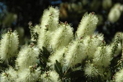 Fotografia da espécie Callistemon pallidus