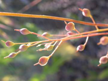 Fotografia da espécie Camelina microcarpa