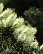 Fotografia da espécie Callistemon pallidus