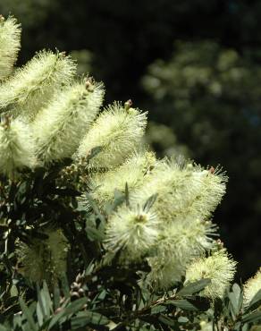 Fotografia 1 da espécie Callistemon pallidus no Jardim Botânico UTAD