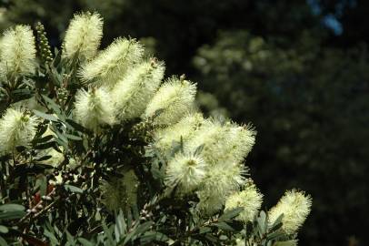 Fotografia da espécie Callistemon pallidus