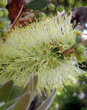 Fotografia 5 da espécie Callistemon pallidus no Jardim Botânico UTAD