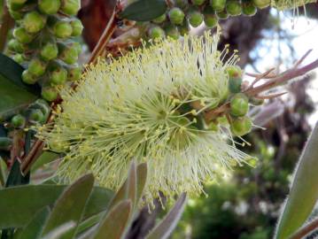 Fotografia da espécie Callistemon pallidus