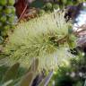 Fotografia 5 da espécie Callistemon pallidus do Jardim Botânico UTAD