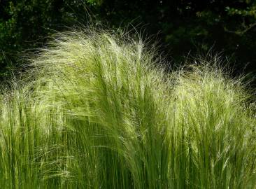 Fotografia da espécie Calamagrostis arundinacea