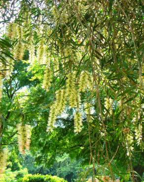 Fotografia 6 da espécie Callistemon pallidus no Jardim Botânico UTAD